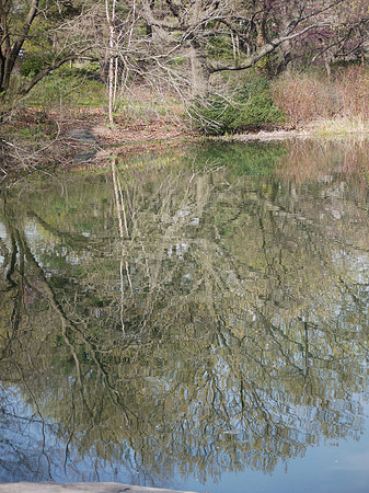 Azalea Pond, Central Park