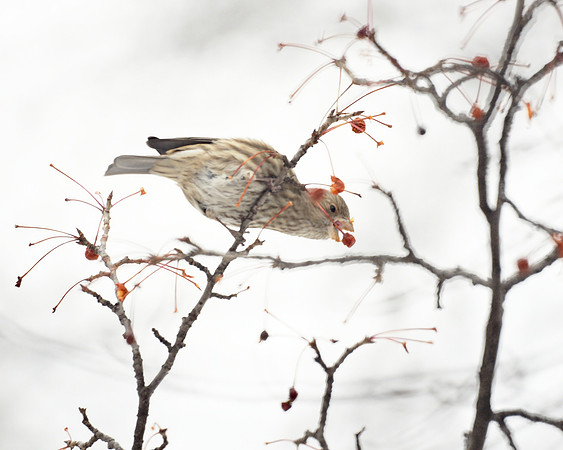 House Finch, near Winterdale Arch