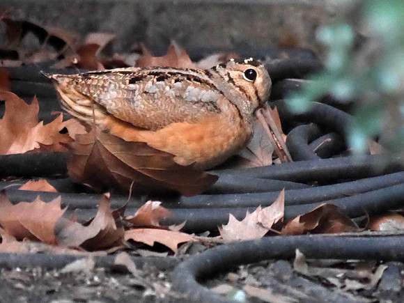 American Woodcock, Bryant Park