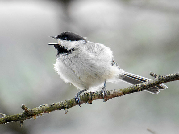 Black-Capped Chickadee, Quincy MA