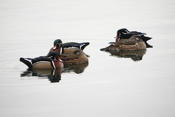 Wood Ducks, Central Park Reservoir