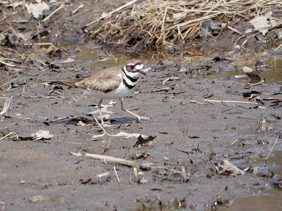 Killdeer, Rosedale NJ
