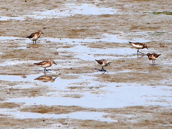 Least and Semipalmated Sandpipers, Inwood Hill Park