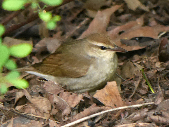 Swainson's Warbler, Central Park