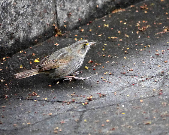 Seaside Sparrow, Hudson River Greenway, W. 55th Street