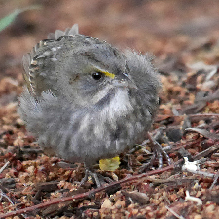 Seaside Sparrow, Hudson River Greenway, W. 55th Street
