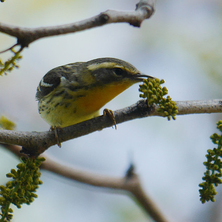 Blackburnian Warbler, Central Park