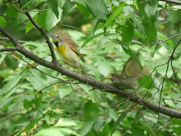 Dickcissel and House Sparrow fledgling