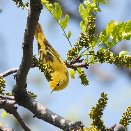 Yellow Warbler, Central Park