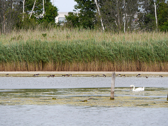 American Oystercatchers, East Pond, Jamaica Bay NWR