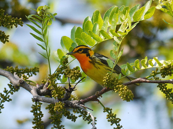 Blackburnian Warbler, Central Park