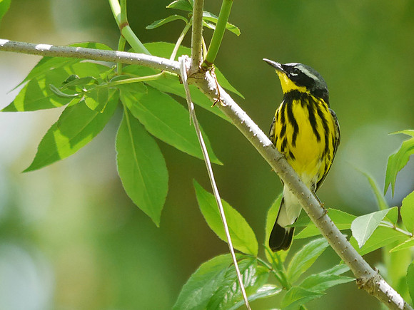 Magnolia Warbler, Central Park