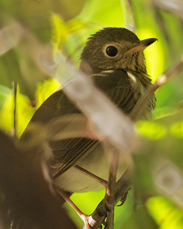 Swainson's Thrush, Central Park