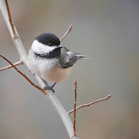 Black-Capped Chickadee, NY Botanical Garden