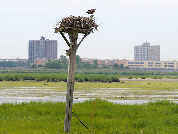 Osprey Nest, Jamaica Bay NWR