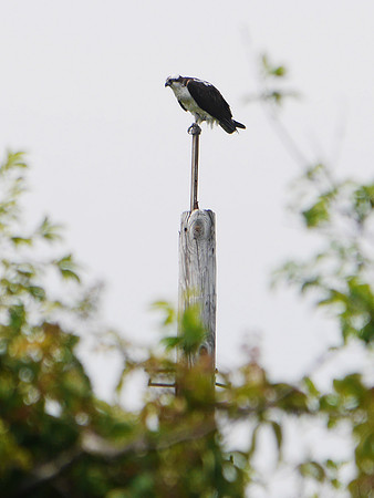 Osprey, Jamaica Bay NWR