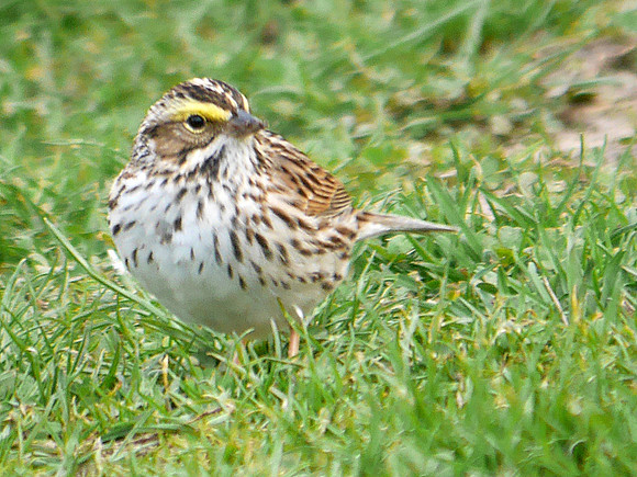 Savannah Sparrow, Central Park