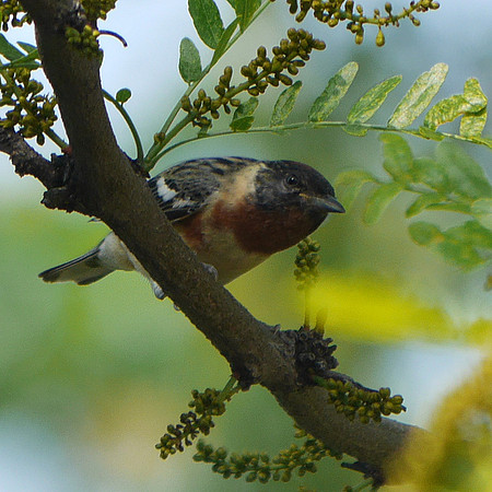 Bay-Breasted Warbler, Central Park