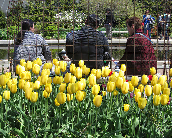 Hanami, Brooklyn Botanic Garden