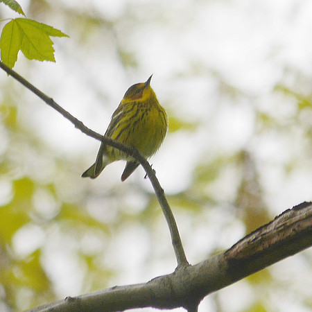 Cape May Warbler, Central Park