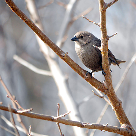 Brown-Headed Cowbird, Jamaica Bay