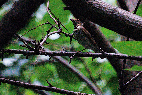 Hermit Thrush, Central Park