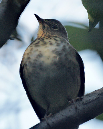 Swainson's Thrush, Central Park