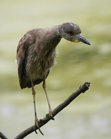 Juvenile Black-Crowned Night Heron, Big John's Pond