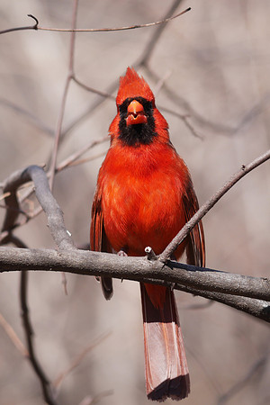 Cardinal singing, Central Park