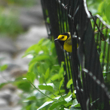 Hooded Warbler, Central Park