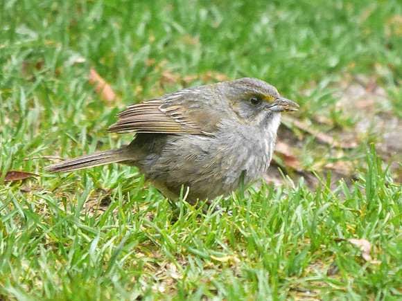 Seaside Sparrow, Hudson River Greenway, W. 55th Street