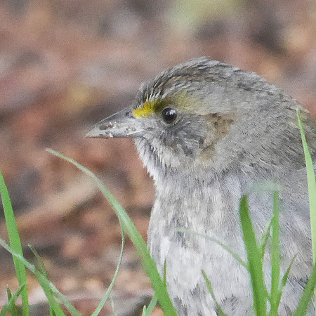 Seaside Sparrow, Hudson River Greenway, W. 55th Street