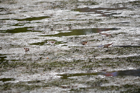Least and Semipalmated Sandpipers, Inwood Hill Park