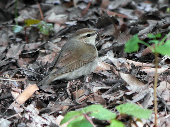 Swainson's Warbler, Central Park
