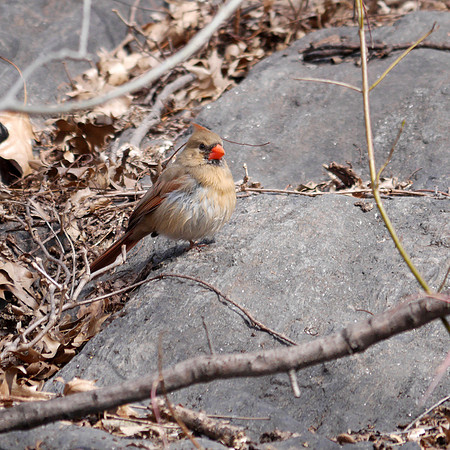 Leucistic male Cardinal, Tanner's Spring, Central Park