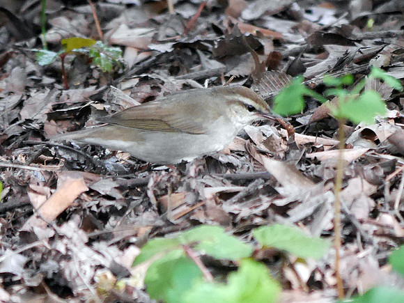 Swainson's Warbler, Central Park