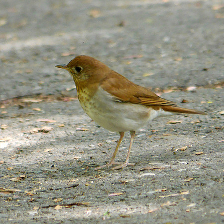 Veery, Central Park