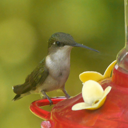 Ruby-Throated Hummingbird, Traveler Food & Books