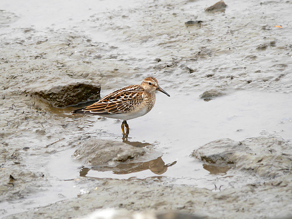 Pectoral Sandpiper, Inwood Hill Park