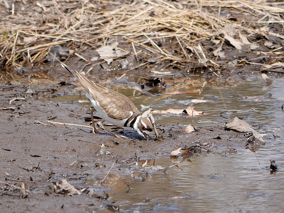 Killdeer, Roseland NJ