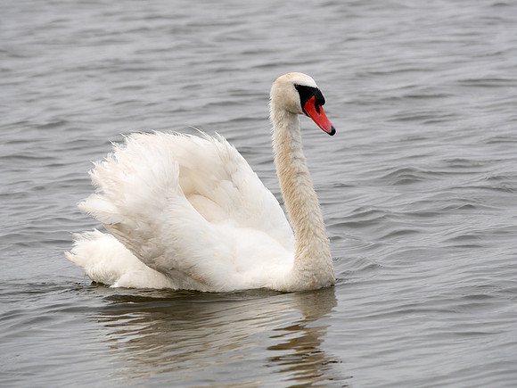 Mute Swan, East Pond, Jamaica Bay NWR