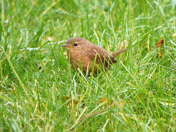 Winter Wren, Trinity Church