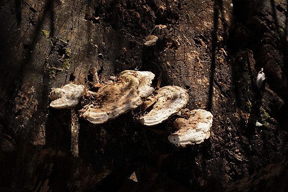 Tree fungus, Central Park