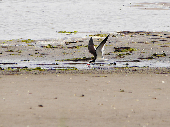 Black Skimmer, Jamaica Bay NWR