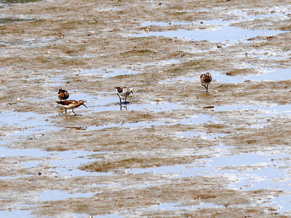 Least and Semipalmated Sandpipers, Inwood Hill Park