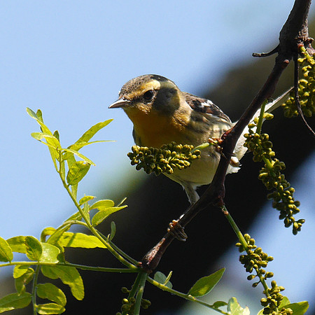 Blackburnian Warbler, Central Park