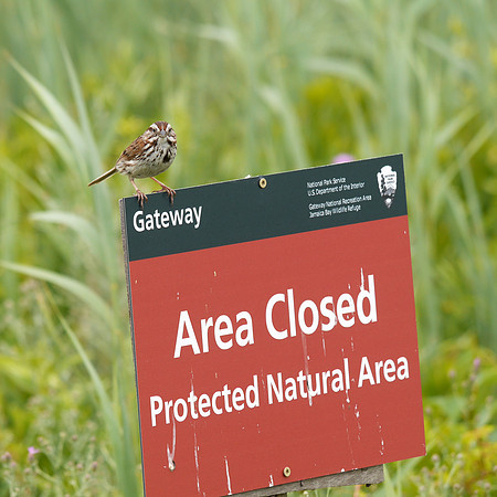 Song Sparrow, Jamaica Bay NWR