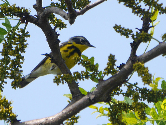 Magnolia Warbler, Central Park