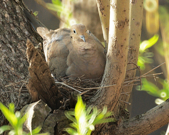 Mourning Dove on nest, Upper Lobe of Central Park Lake