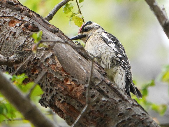 Yellow-Bellied Sapsucker, Madison Square Park